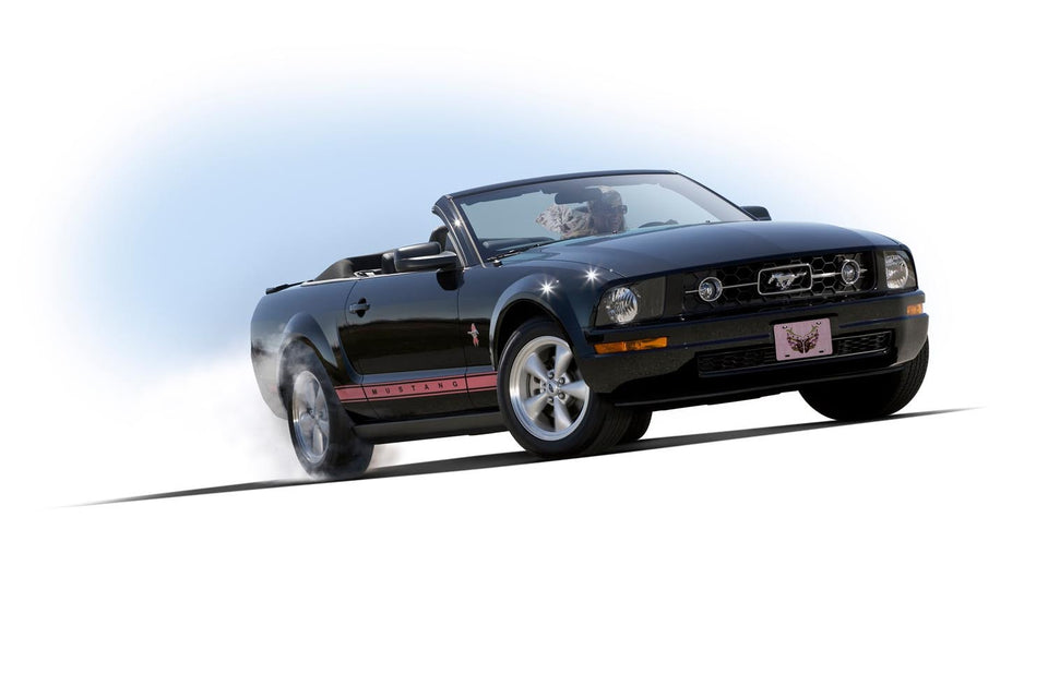 2008 "Warriors in Pink" Mustang Convertible 0002-5581