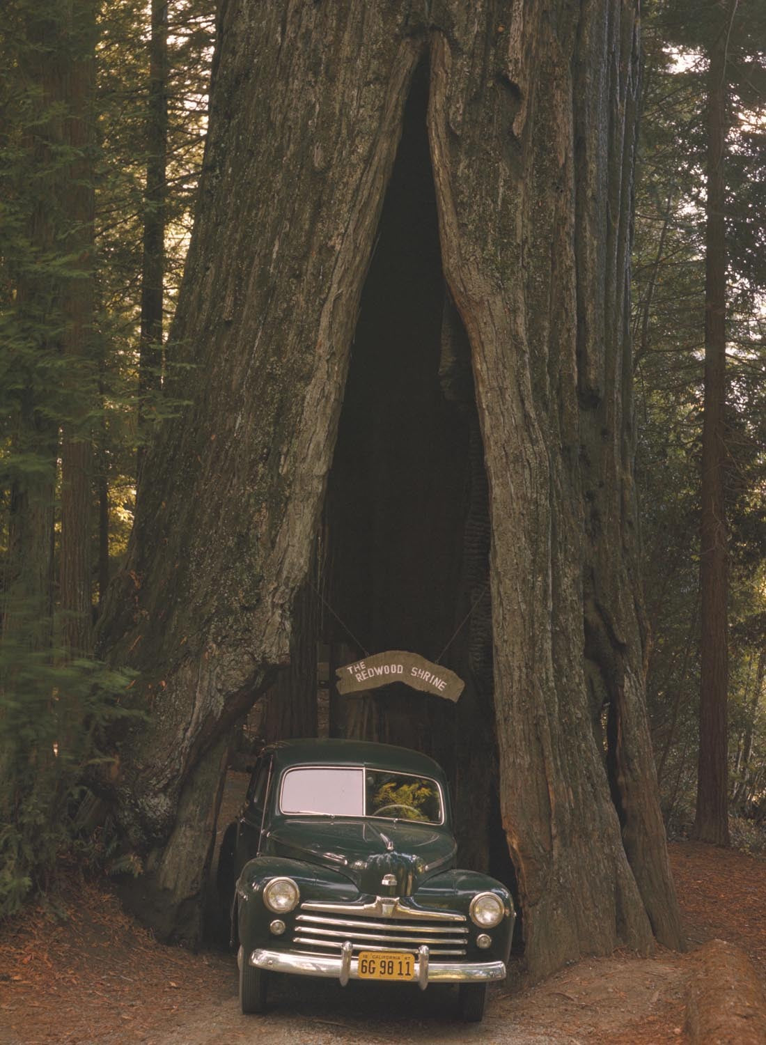 1947 Ford in redwood tunnel tree  0401-1067