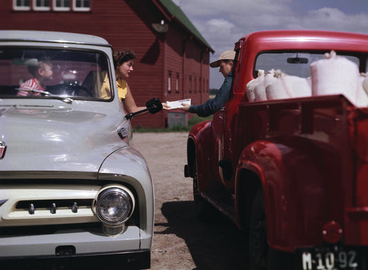 1955 Ford F 100 pickup trucks 0401-1630
