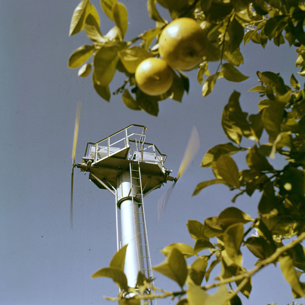 1962 Ford engine driving fans in orange grove 0401-7473